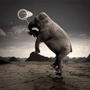 45391649962_d94f29be04_o_d-1000x1000-1.webp