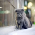 45443535181_8016c368be_o_d-1000x1000-1.webp